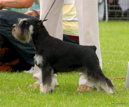 QUEEN del Valle de Samano