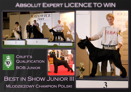 Absolut Expert LICENCE TO WIN